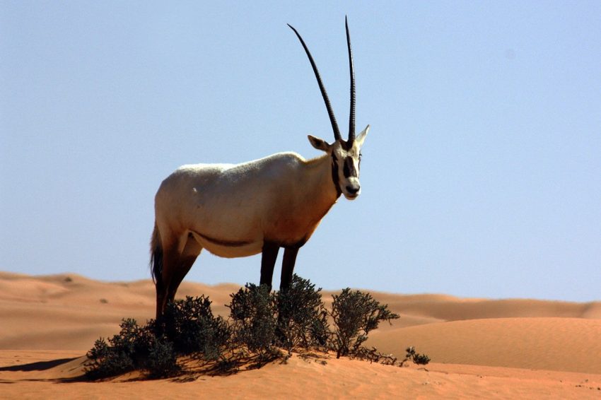 Arabian oryx Qatar