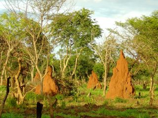 Paesaggio savana with termites in Guinea Bissau