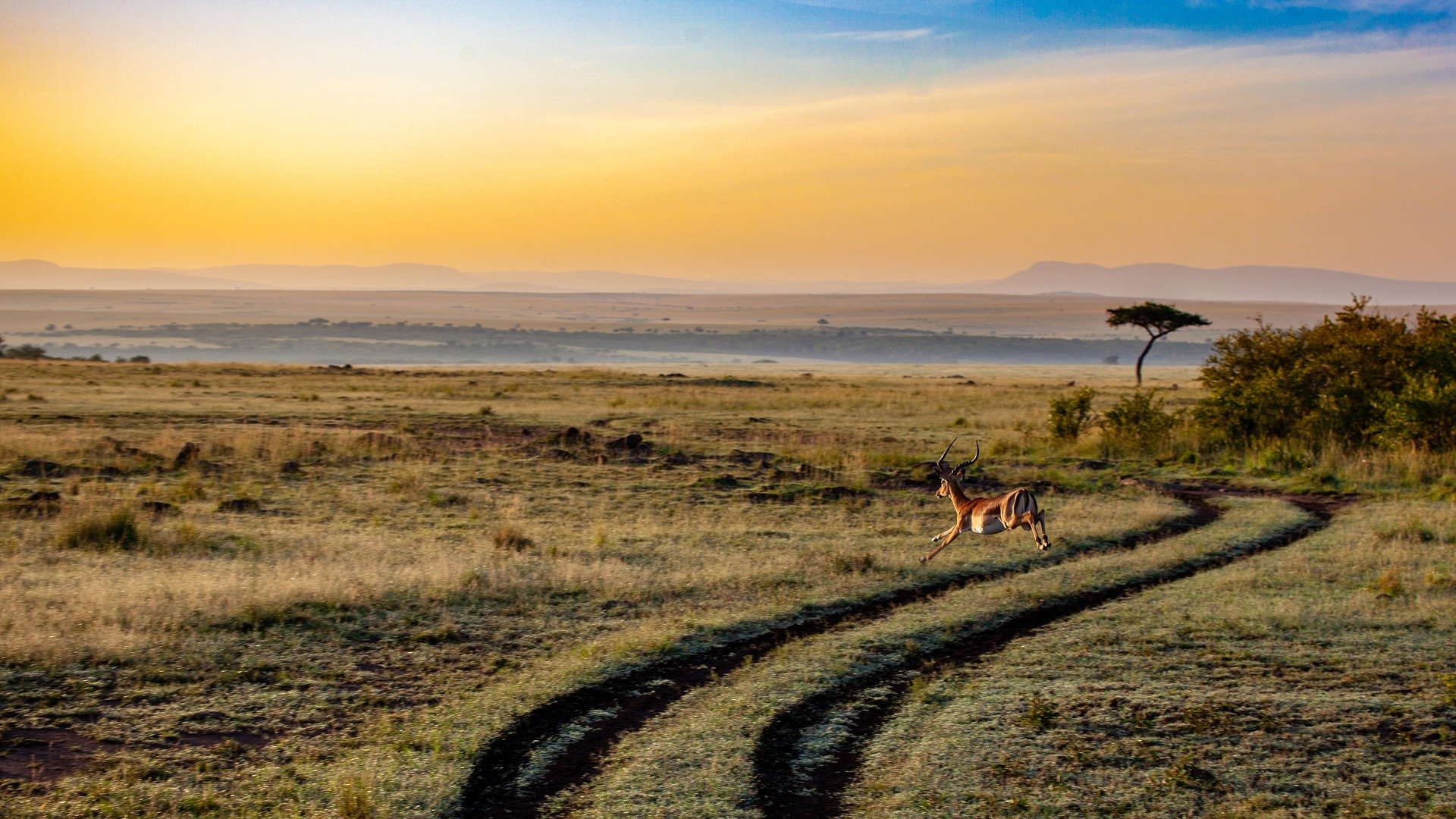 Antelope Kenya