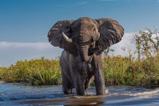 elephant in Botswana