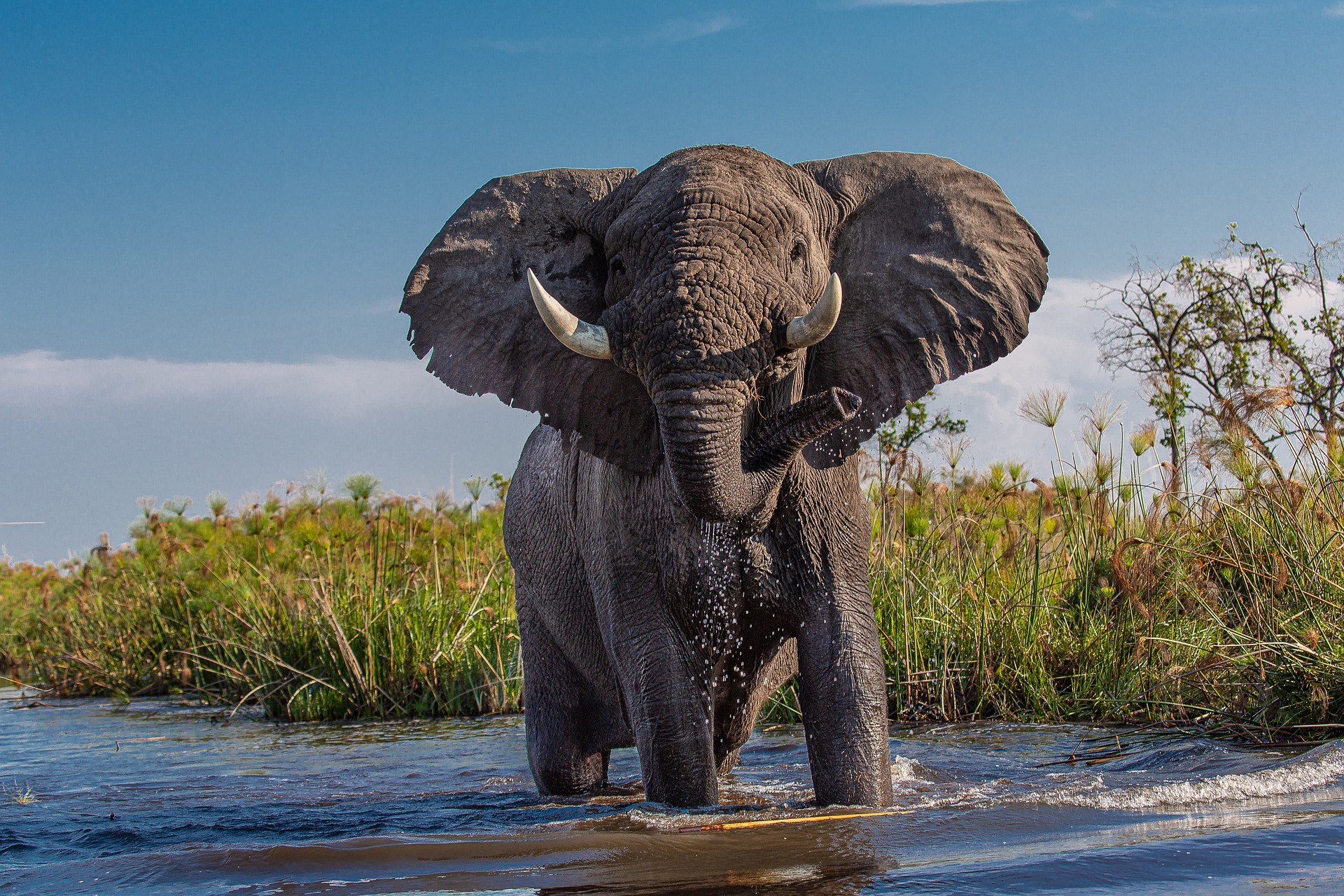 Elephant In Botswana