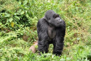 gorillas Rwanda
