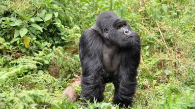 Gorillas Rwanda