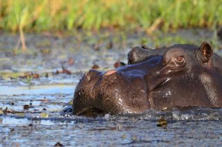 hippopotamus Senegal