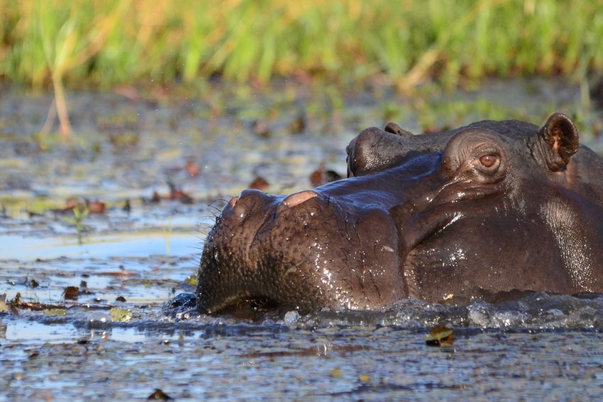 hippopotamus Senegal