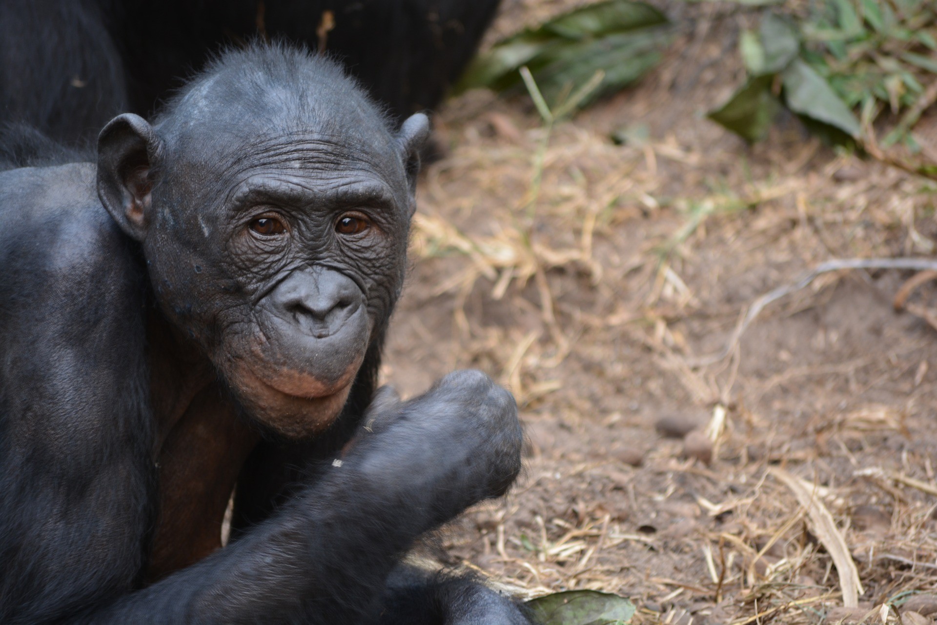 Lola Ya Bonobo Democratic Republic Of The Congo
