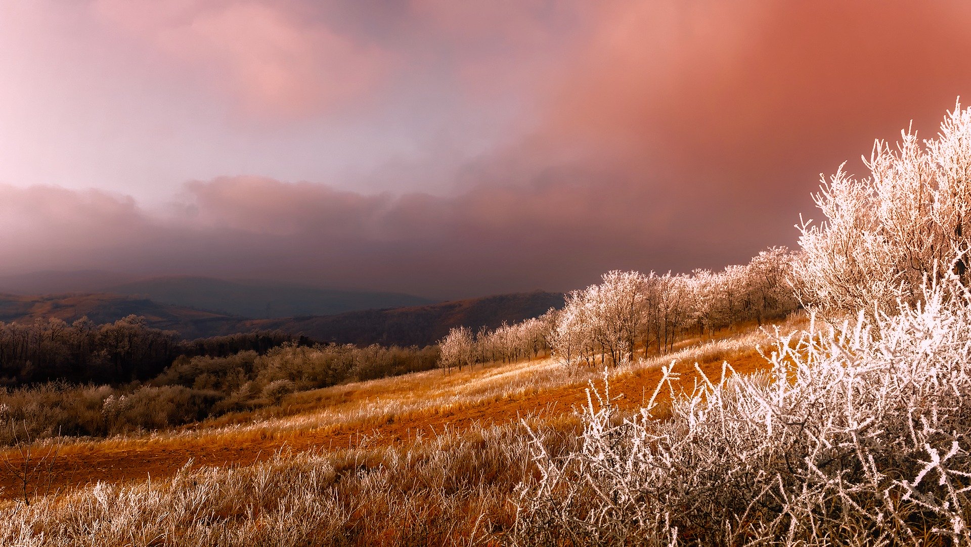 Serbia Forest