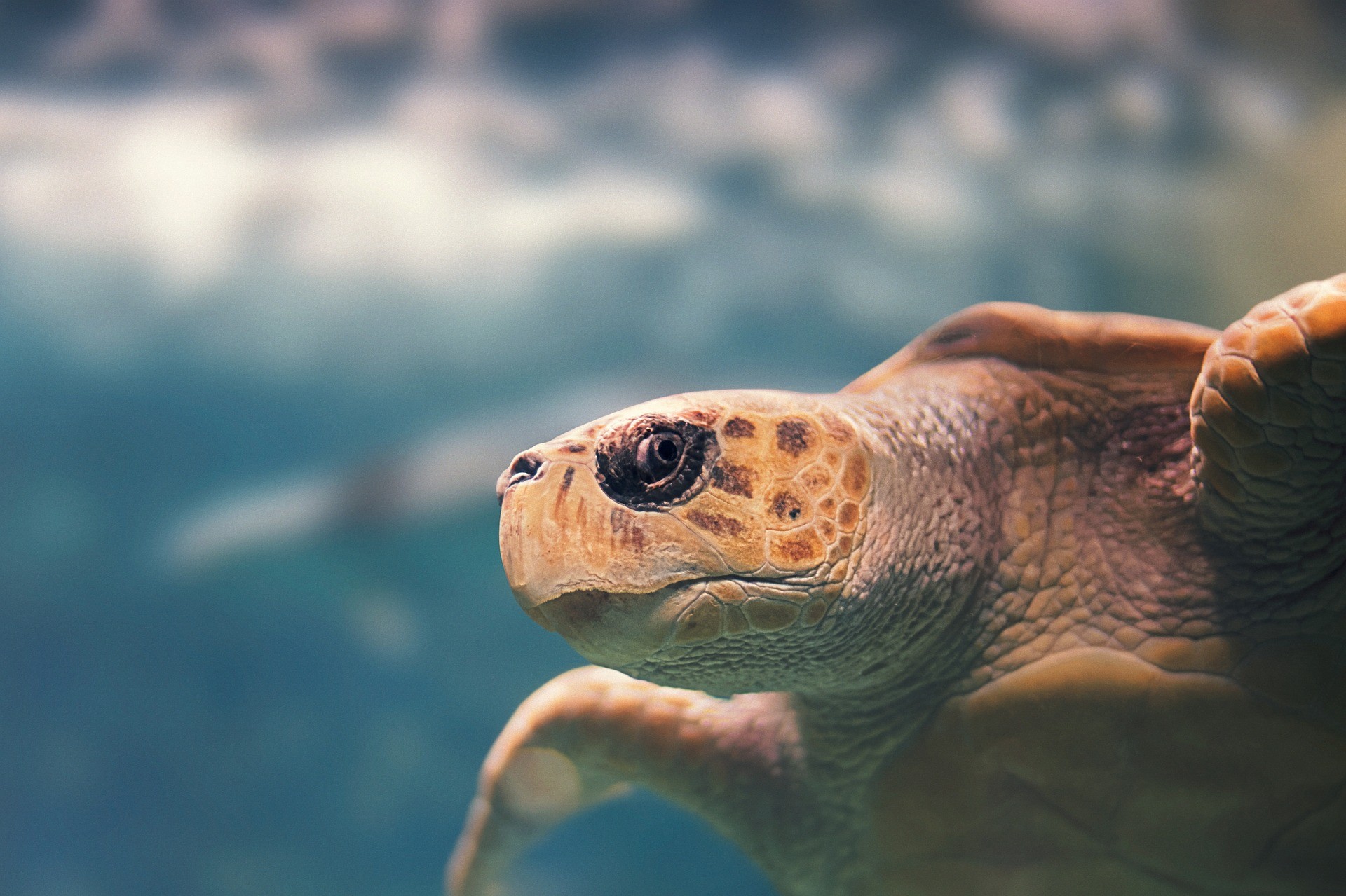 Turtle Guadeloupe