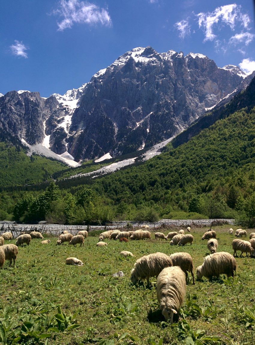 Sheep in Valbona ValleyAlbania
