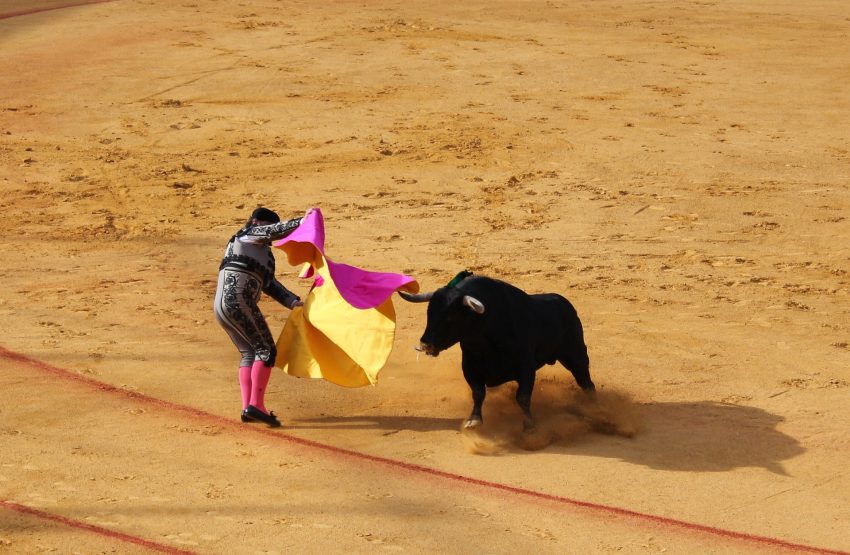 bull fight in seville