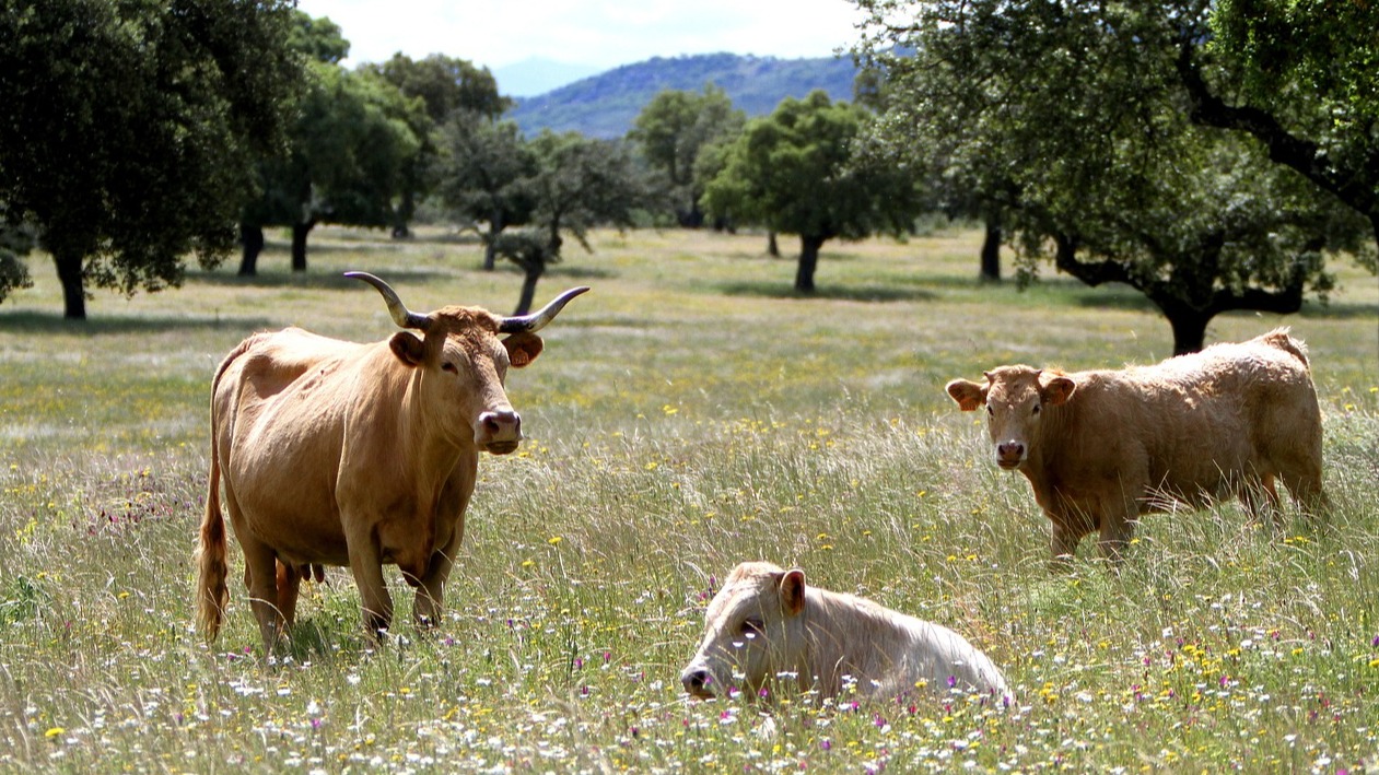 Extremadura Spain