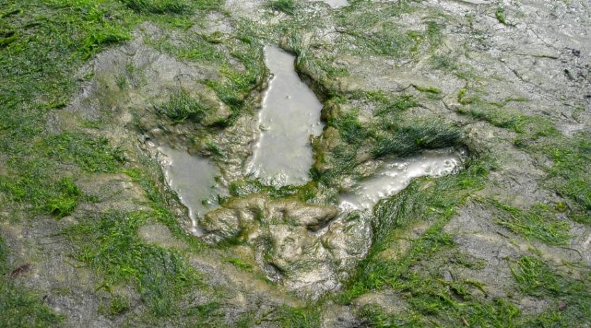 Staffin Dinosuar Footprint
