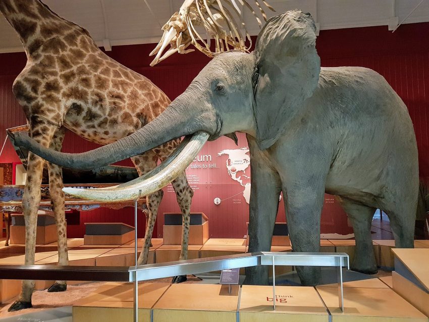 Royal Albert Memorial Museum RAMM