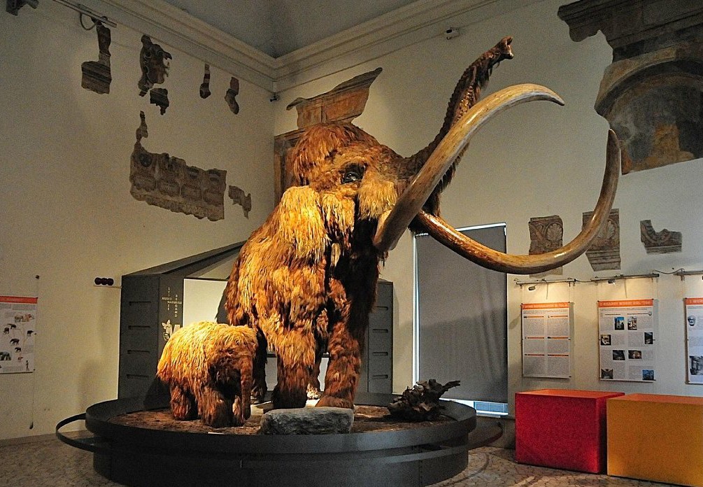 Museo Di Scienze Naturali E1666634942140