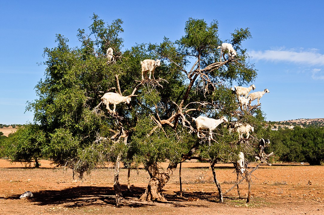 Goats In An Argan Tree Morocco