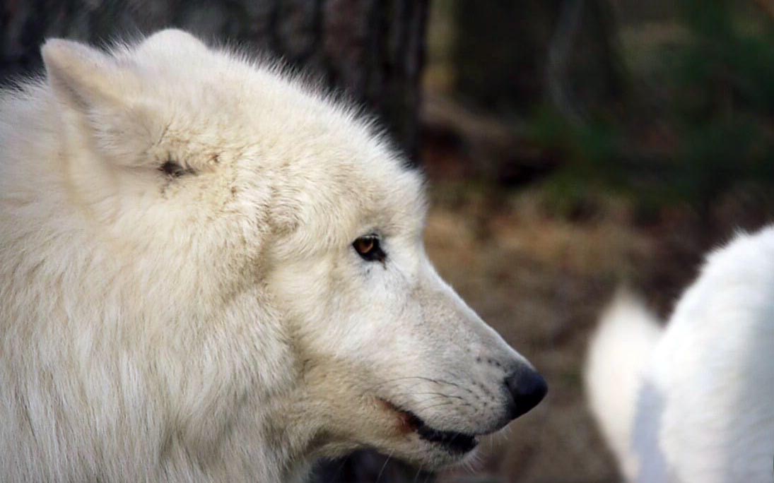 Wildpark Alte Fasanerie