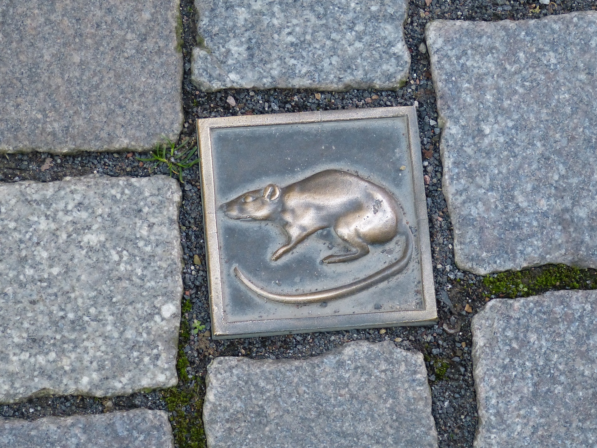 Hamelin Rats