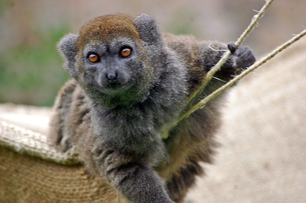 Marwell Zoo