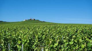 An Introduction to the Champagne Houses of Reims