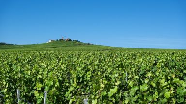 An Introduction to the Champagne Houses of Reims: A Sparkling Experience!-new