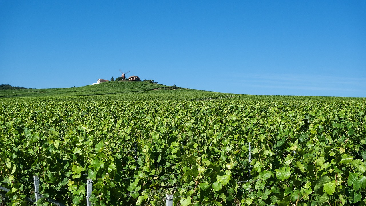 An Introduction to the Champagne Houses of Reims: A Sparkling Experience!
