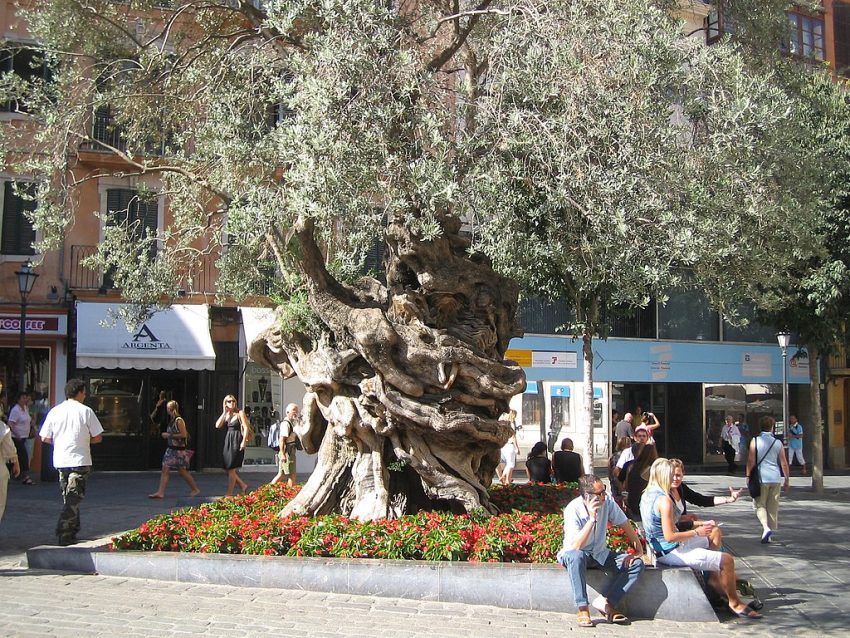 Olivera de Cort, Palma de Mallorca