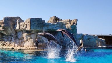 Dolphinarium At Oltremare - Riccione