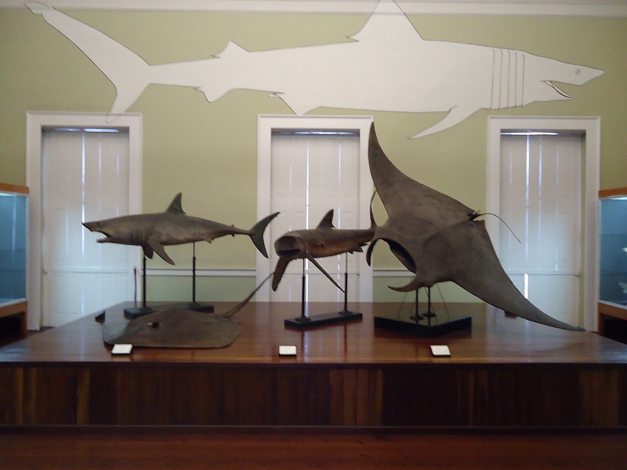 Museu De Historia Natural Palacio De Sao Pedro Funchal