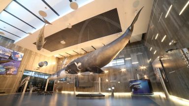 Museu Da Baleia Da Madeira