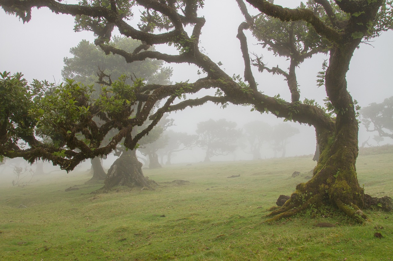 Madeiras North East Coast Laurel Forest