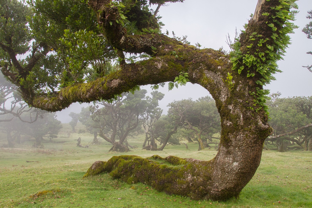 Fanal Forest Madeira
