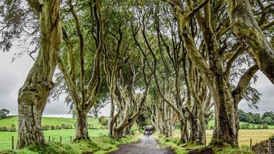 Dark Hedges Ireland