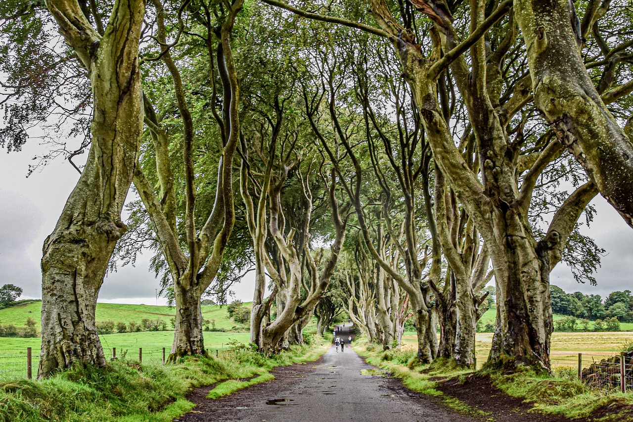 Dark Hedges Ireland