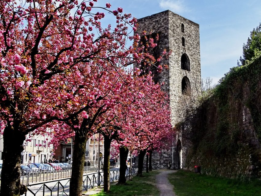 Torre San Vitale como