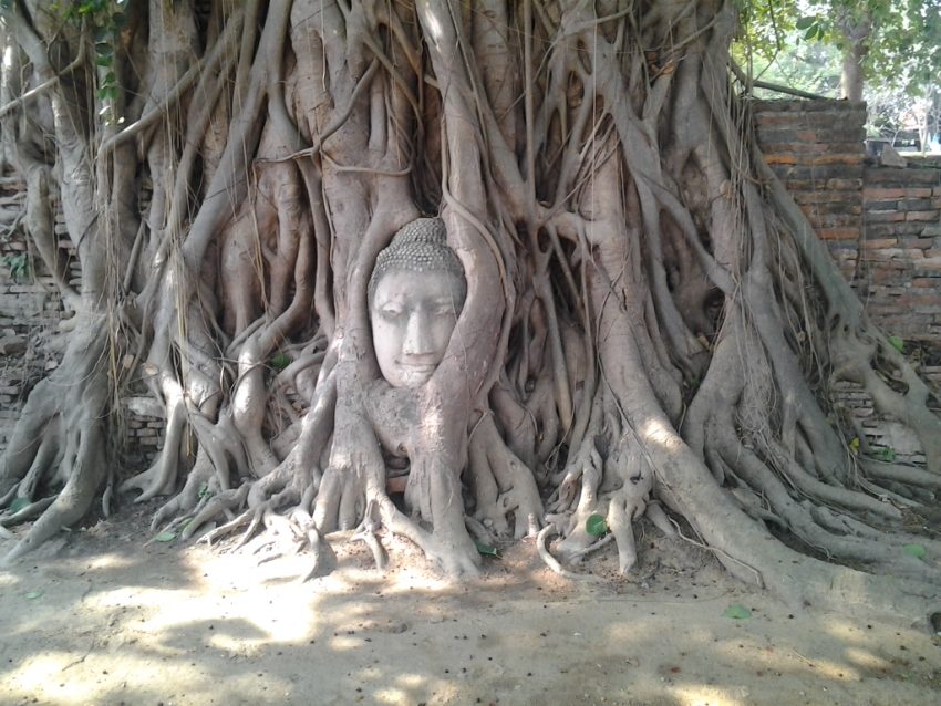 The head of a sandstone Buddha statue nestled in the tree roots beside the minor chapels of Wat Mahathat