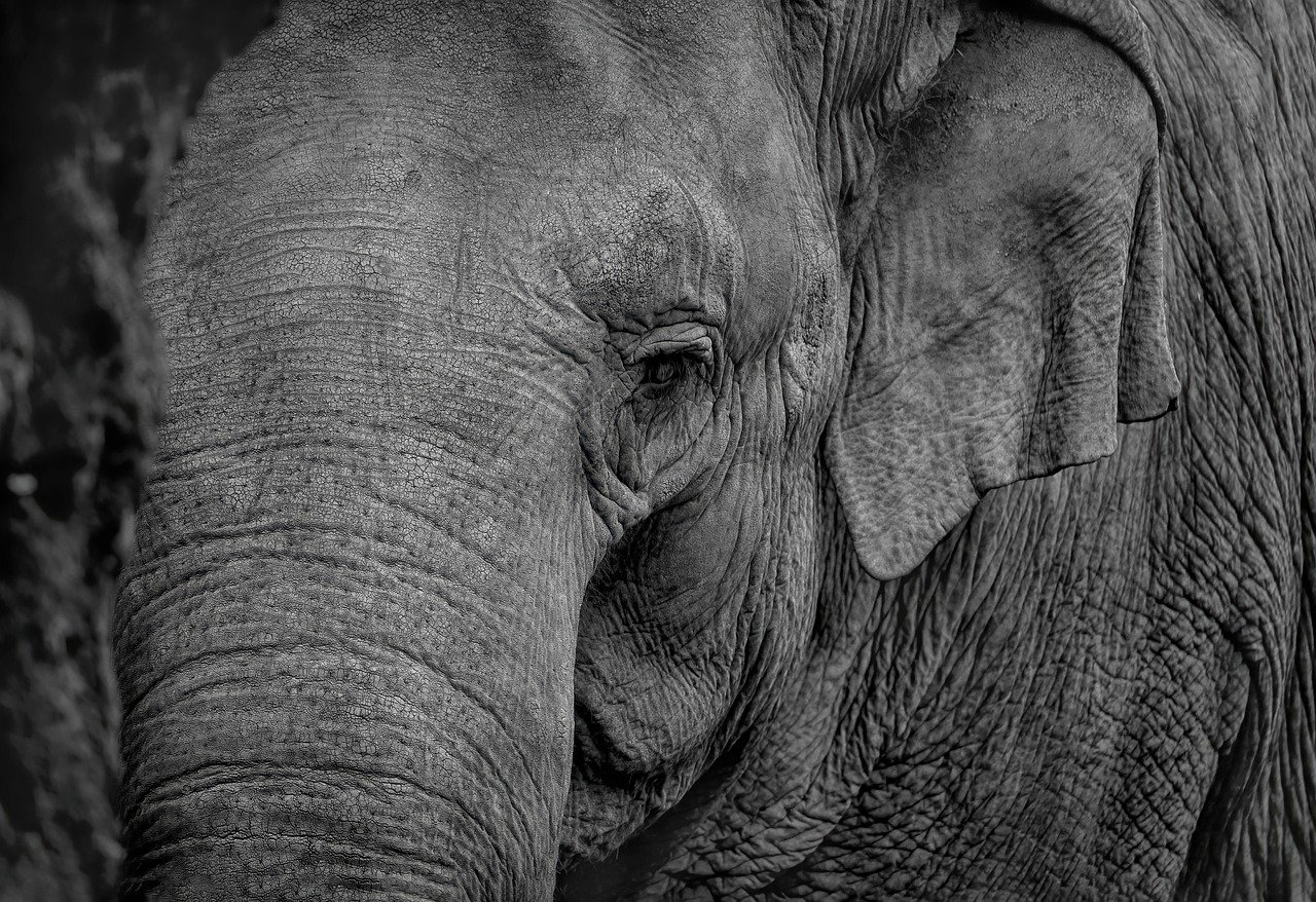 Elephant Sactuary