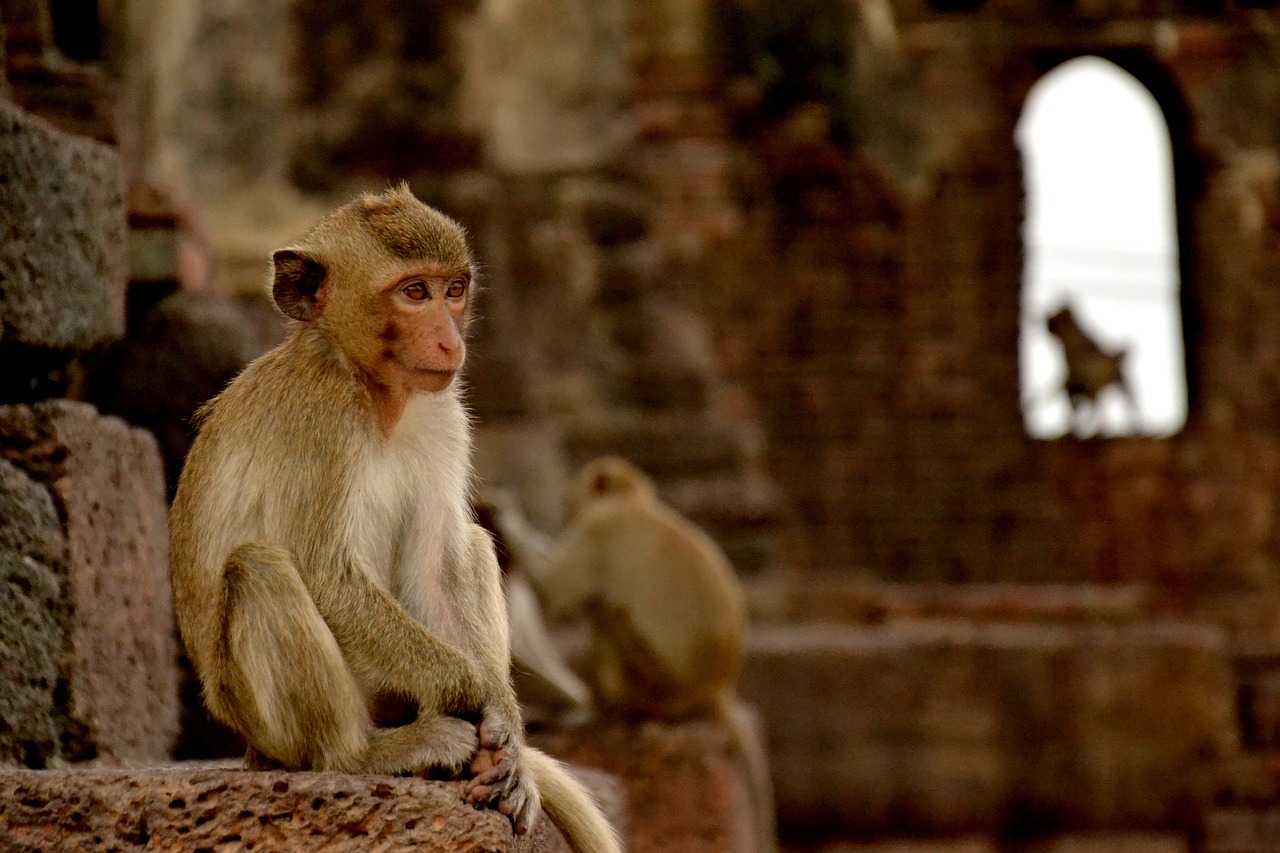 Monkey Lopburi