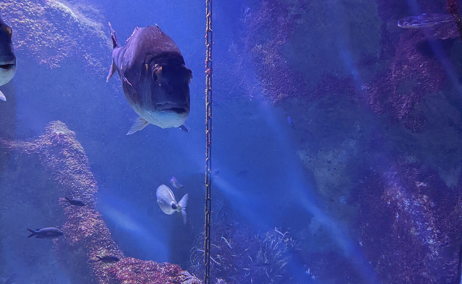 Aquarium Lyon