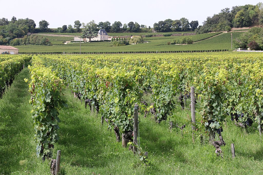 Saint Émilion Wine