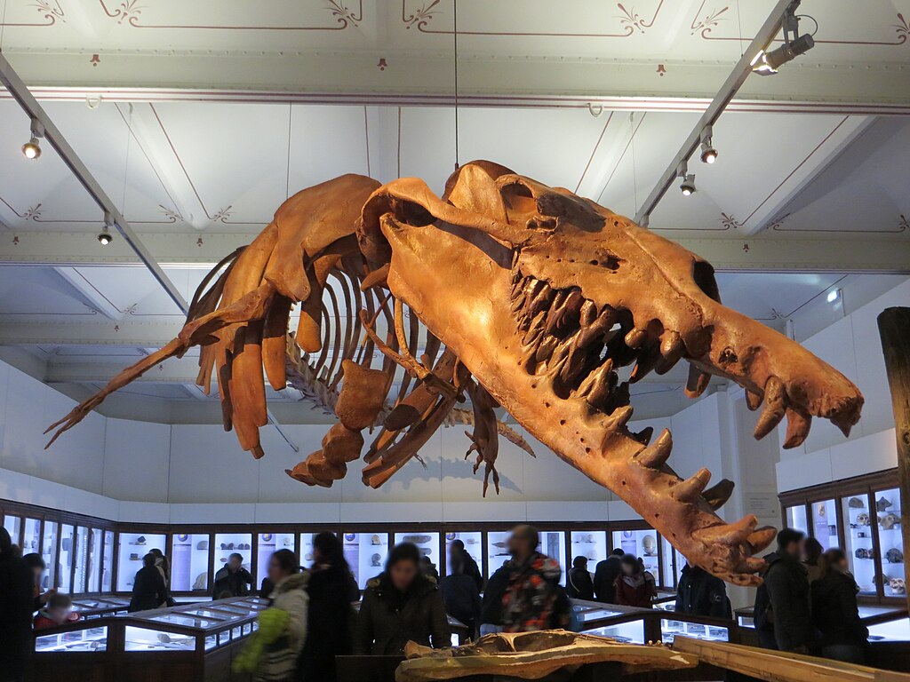 Basilosaurus Isis Fossil, Nantes History Museum