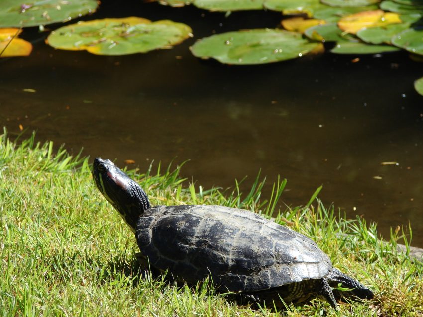 Jardin des plantes, Caen
