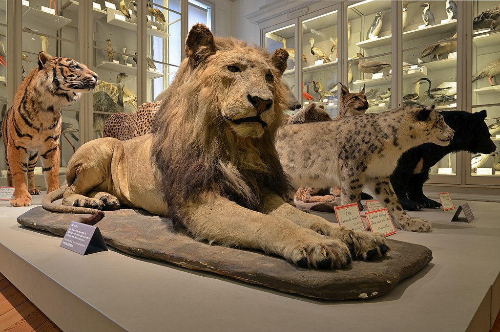 Muséum D’Histoire Naturelle De La Rochelle