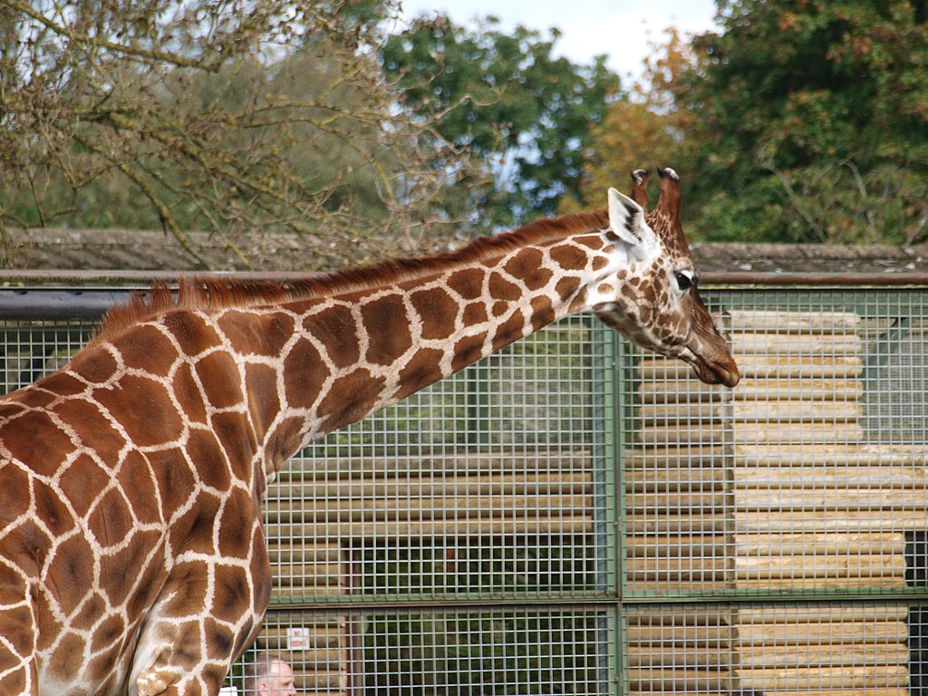 Twycross Zoo