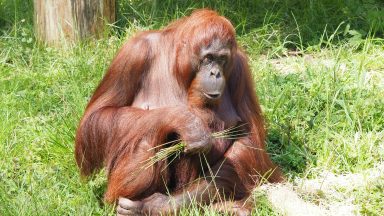 Apenheul Primate Park