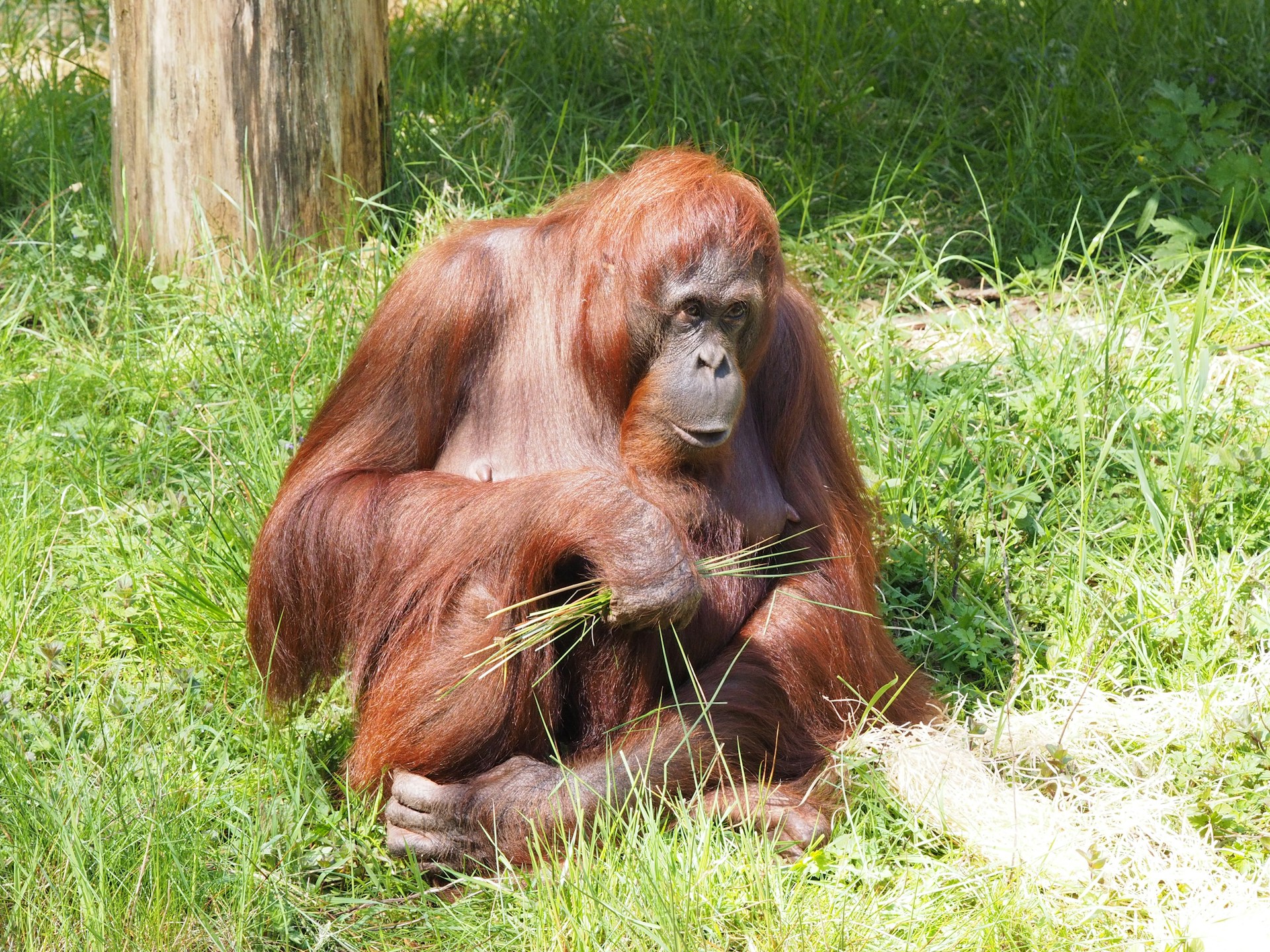 Apenheul Primate Park