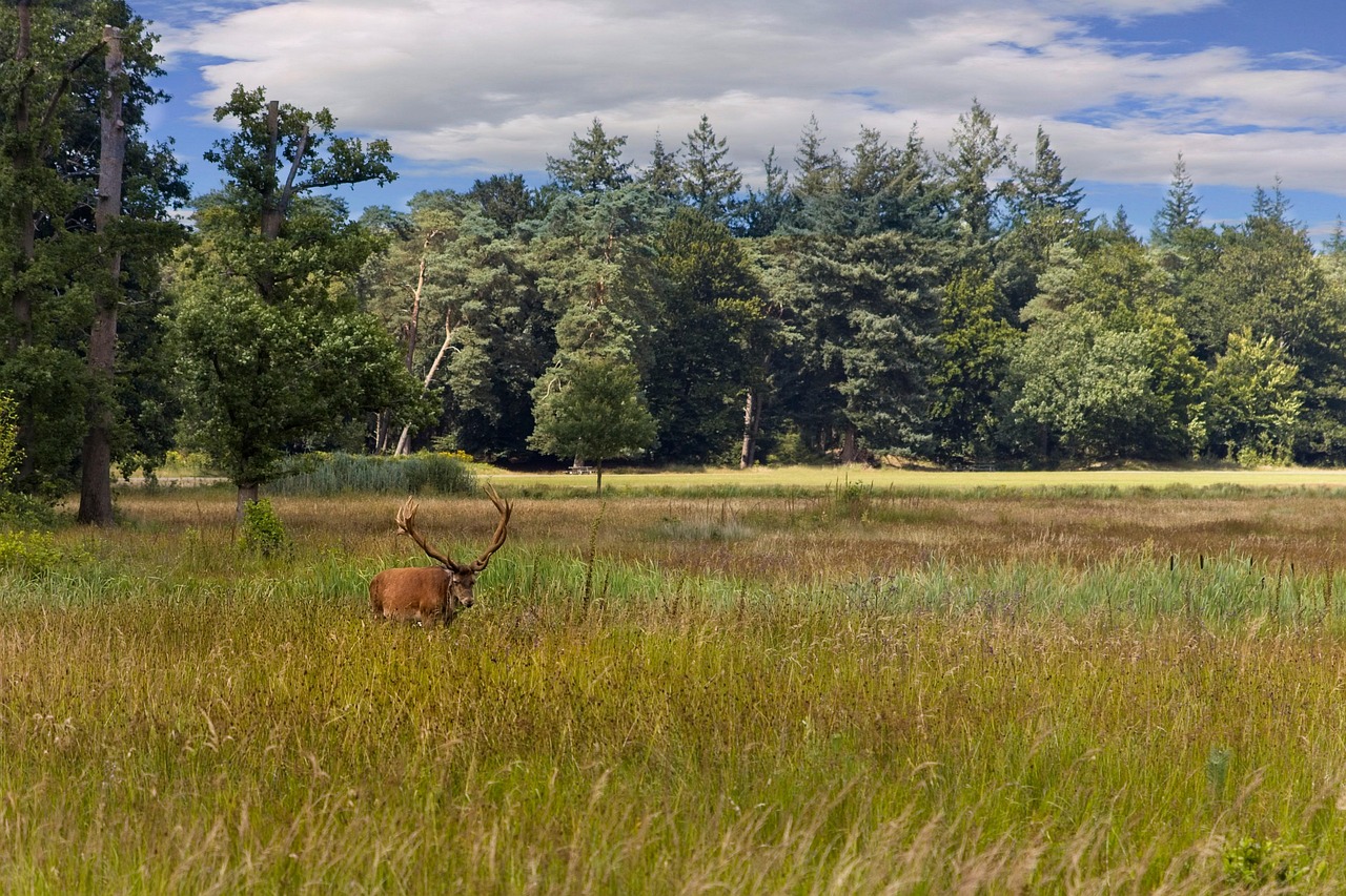 Hoge Veluwe National Park