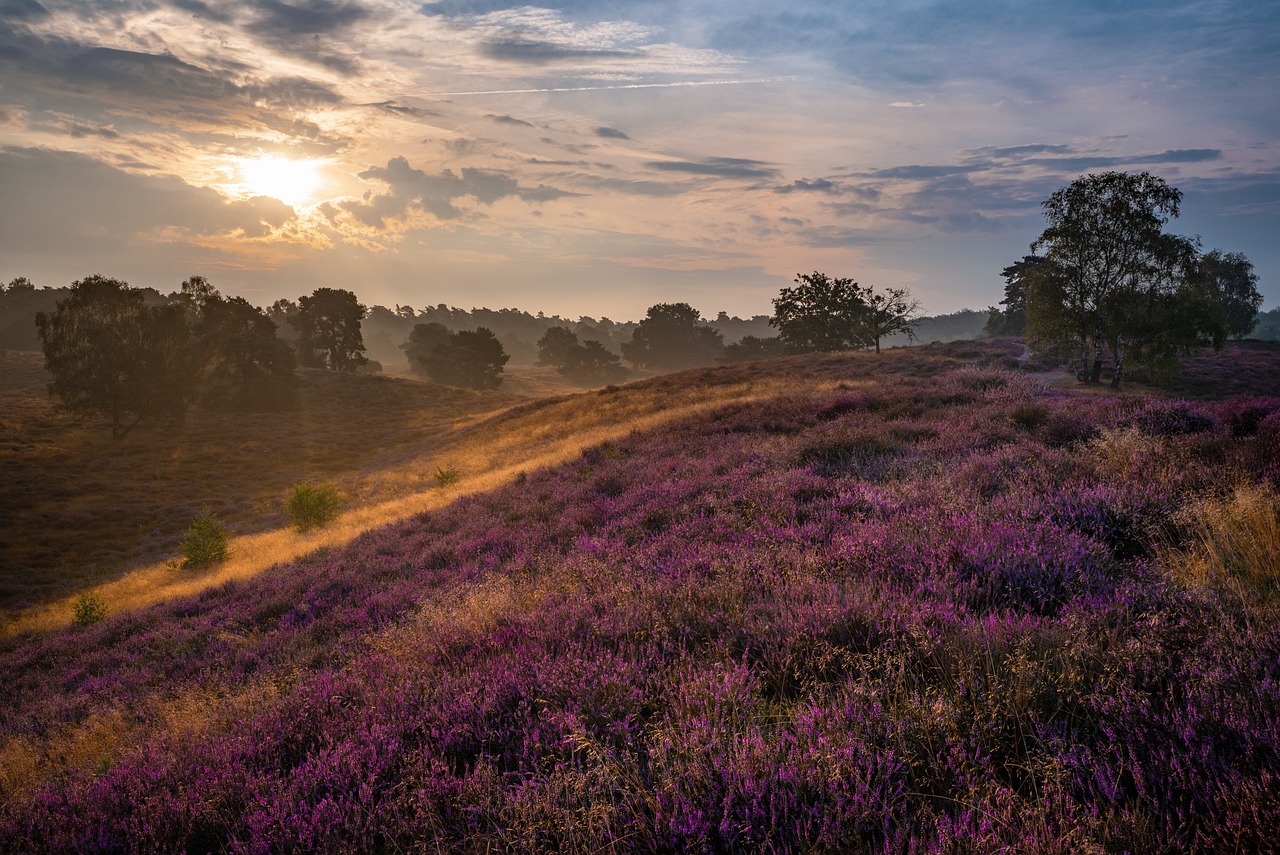 Kalmthoutse Heide