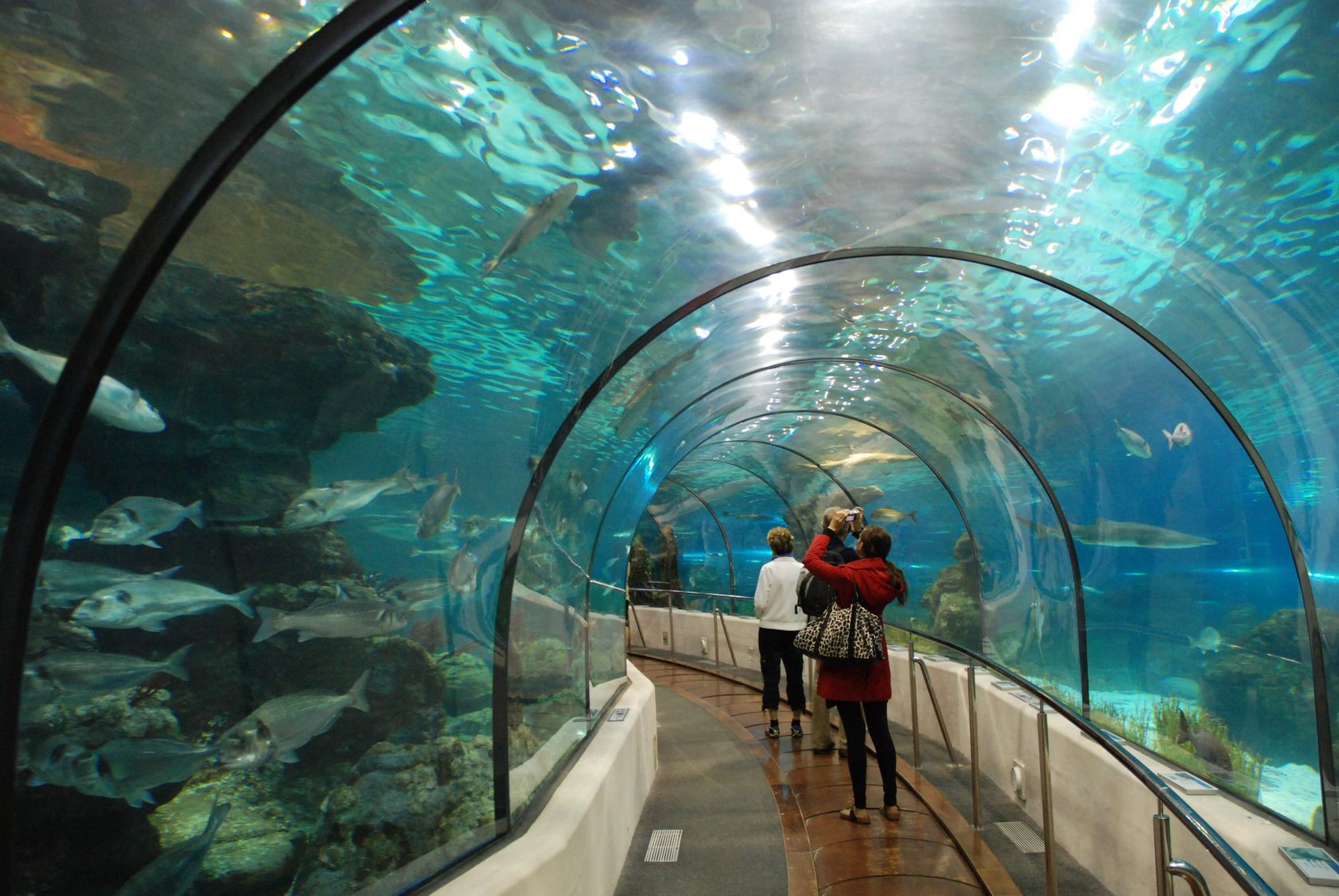 L Aqu rium De Barcelona Barcelona 2026 Sharks Sea Tunnels And l-aqu-rium-de-barcelona-barcelona-2026-sharks-sea-tunnels-and