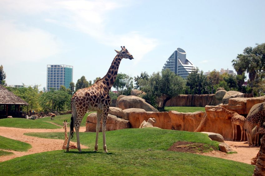 Bioparc Valencia