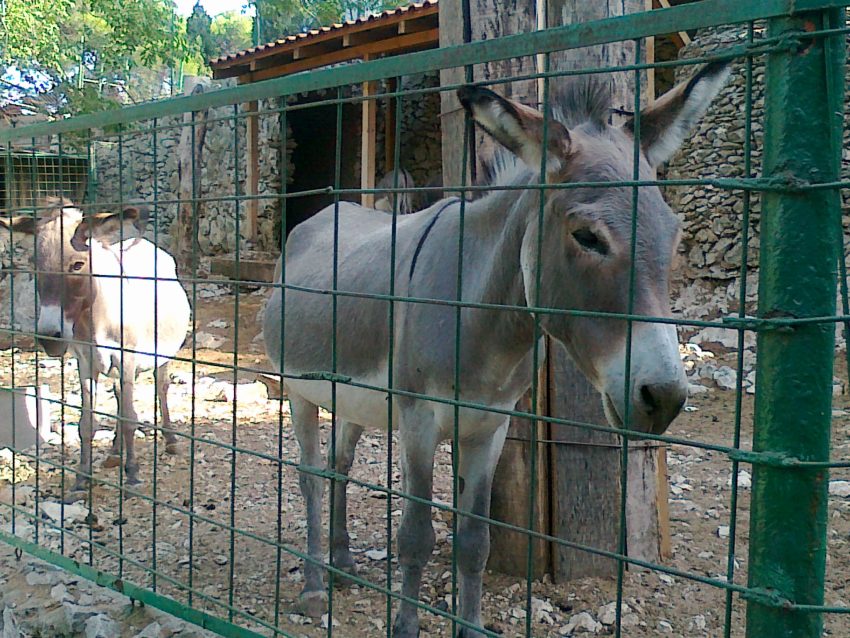Natural History Museum and the Zoological Garden